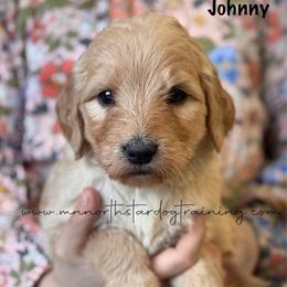 Johnny - Cream male Goldendoodle puppy in Lancaster, Minnesota from North Star Dog Training