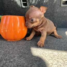 Micro Tiny Tim under 3lb 3900 - Chocolate and tan male Chihuahua puppy in Las Vegas, Nevada from Quality Poms Chihuahua Yorkies of Las vegas