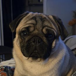Bruce - Pug