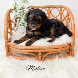 Malone - Phantom male Goldendoodle puppy in from Pink Poodles and Doodles