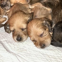 Dachshund Puppies from KCM Doxies