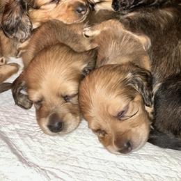Dachshund Puppies from KCM Doxies