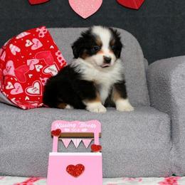 Stella - Black tri female Miniature American Shepherd puppy in Kalama, Washington from Lone Pine Miniature American Shepherds