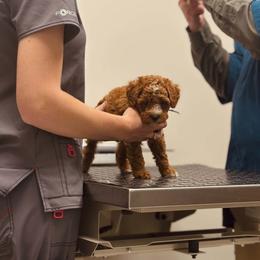 Bernedoodle, Goldendoodle, and Poodle Puppies from 4goldendoodles