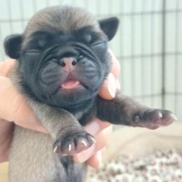Tinsel - Fawn male Pug puppy in Concho Valley, Arizona from Agape Pugs