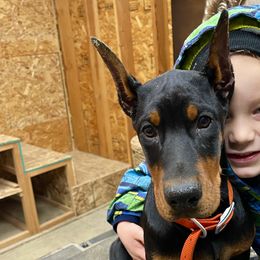 Lellow - my grandson has a hard time with Y sound so Lellow it is ;) - Doberman Pinscher puppy from European Dobermans by Diana