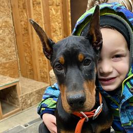 Lellow - my grandson has a hard time with Y sound so Lellow it is ;) - Doberman Pinscher puppy from European Dobermans by Diana