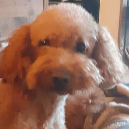 Ethel - Goldendoodle