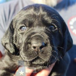 Labrador Retriever Puppies from Mariani Labrador Retrievers
