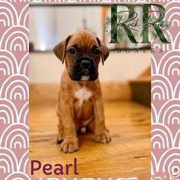 Pearl - Fawn female Boxer puppy in Upper Sandusky, Ohio from Rock Run Homestead