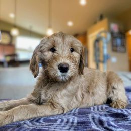 Prancer - Apricot Goldendoodle puppy in Lebanon, Oregon from Goldenvalley Doodles