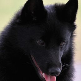 Schipperkes from Safari Schipperkes