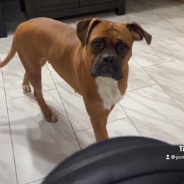 Ely - Boxer