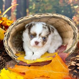 Persephone - Merle female Chihuahua puppy in Anderson, South Carolina from Lil Treasures Chihuahuas