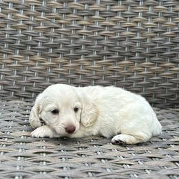 Blondie - Cream female Dachshund puppy in Stilwell, Oklahoma from Mountain Top Dachshunds