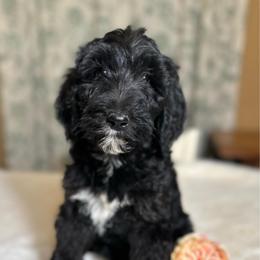 Pepper - Black female Goldendoodle puppy in Osage City, Kansas from Golden Ridge Goldens
