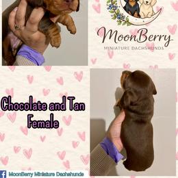 Chocolate and tan Female - Chocolate and tan female Dachshund puppy in Tecumseh, Oklahoma from MoonBerry Miniature Dachshunds
