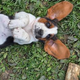 Woodstock - Black brown and white female Basset Hound puppy in West Chester, Ohio from Bed-N-Bassets