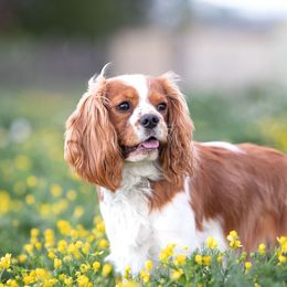 Cavalier King Charles Spaniels from Country Chic Cavaliers