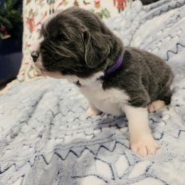 Olive - White and gray female Newfoundland puppy in Ohio from Vermillion Newfoundlands