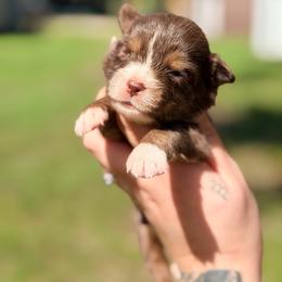 Woody ASDR - Red tri male Miniature Australian Shepherd puppy in Polk City, Florida from Skaky Shepherds