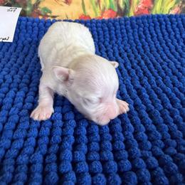 Mercedes - Parti female Maltipoo puppy in Lawrenceburg, Tennessee from LUV Poodles and Maltipoos