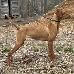 Farrah - Golden rust female Vizsla puppy in Comer, Georgia from Stratton Spaniels