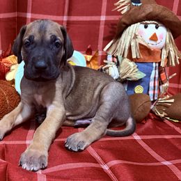 Helsing - Fawn male Great Dane puppy in Altoona, Alabama from Sovereignty Woods Great Danes