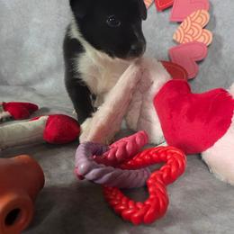 Bright - Black and white female Border Collie puppy in Gaffney, South Carolina from On the Lamb