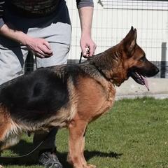 KATARZA - German Shepherd