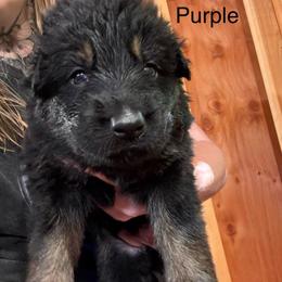 Girl 6 - female German Shepherd puppy in Laurens, New York from Vom Chivalry Haus German Shepherds
