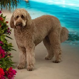 Poppy - Goldendoodle