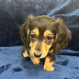 Tangerine - Black and cream female Dachshund puppy in Memphis, Tennessee from River City Doxies