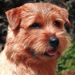 Norfolk Terriers from Judy Seltrecht's Norfolk Terriers