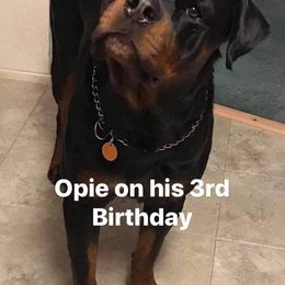 Rottweiler All Grown Up from Cross O Ranch Rottweilers