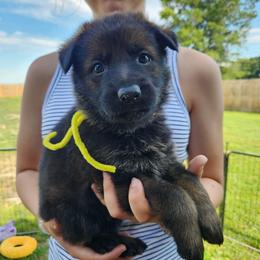 Yellow collar - Sable female German Shepherd puppy in Ramsey, Illinois from Haus-Farr German Shepherds