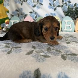 Sport - Red male Dachshund puppy in Temecula, California from Naomi Magee's Dachshund Kennel