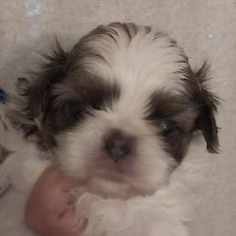 Blue and white male - Blue and white male Shih Tzu puppy in Arcadia, Florida from Kitsune Cuddles and kisses