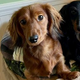 Tricky - Dachshund