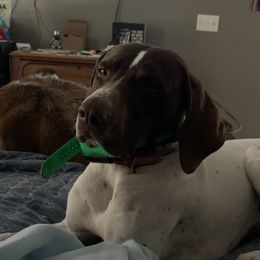 Trigger  - German Shorthaired Pointer