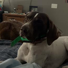 Trigger  - German Shorthaired Pointer
