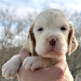 Lester - Lemon and white male English Springer Spaniel puppy in Bay City, Wisconsin from Springer Hills Farm