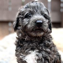 Neville - Blue merle Aussiedoodle puppy in Ivins, Utah from A Puppy Crush