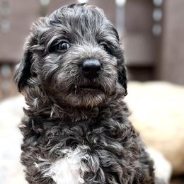 Neville - Blue merle Aussiedoodle puppy in Ivins, Utah from A Puppy Crush