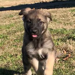 German Shepherds from Shannon's Shepherds