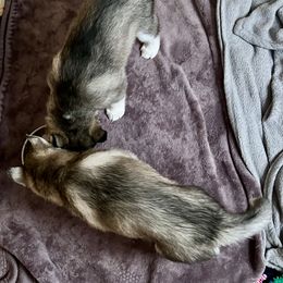 Siberian Husky Puppies from Maryland River