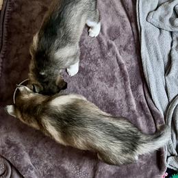 Siberian Husky Puppies from Maryland River