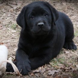 Labrador Retrievers from Ivyline Labradors