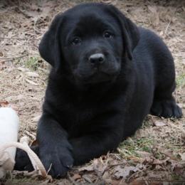 Labrador Retrievers from Ivyline Labradors