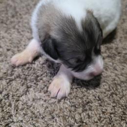 Girl 3 reserved for Abbie - White and badger female Great Pyrenees puppy in Ruthven, Iowa from Whispering Heights Ranch